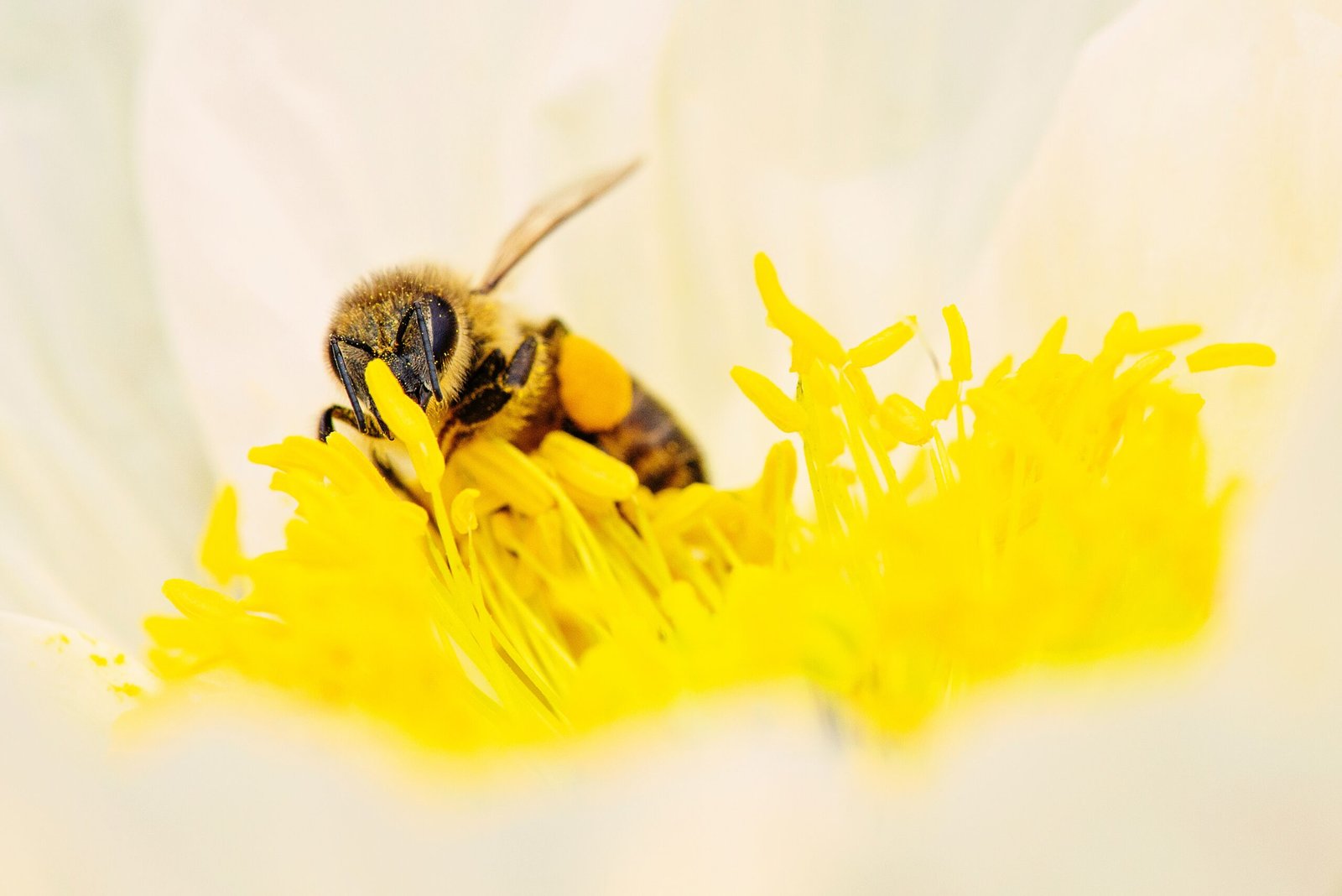 فوائد النحل و العسل وأنواعه العديدة على صحة الإنسان 2024
