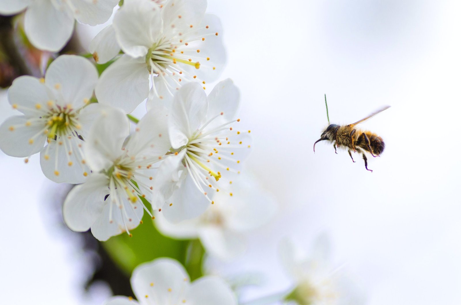 فوائد النحل و العسل وأنواعه العديدة على صحة الإنسان