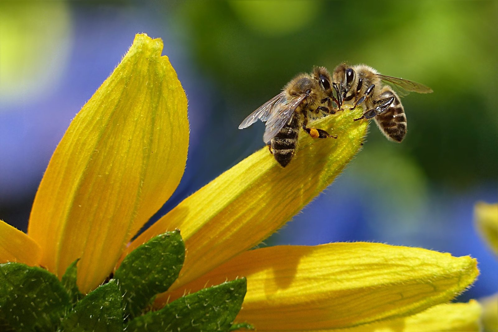 فوائد النحل و العسل وأنواعه العديدة على صحة الإنسان 2024