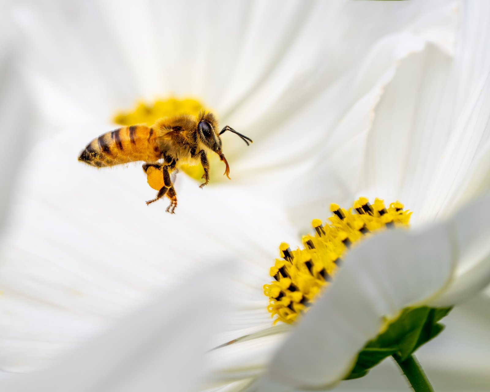 فوائد النحل و العسل وأنواعه العديدة على صحة الإنسان
